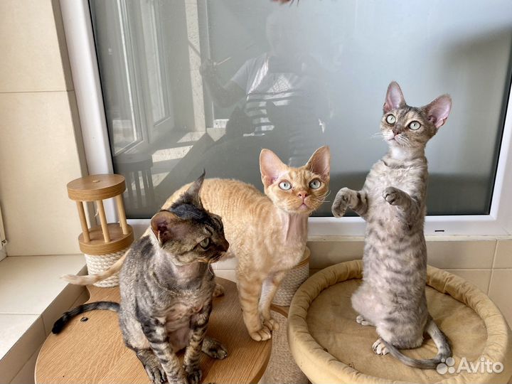 Девон рекс Лукас, Луна и Луксор