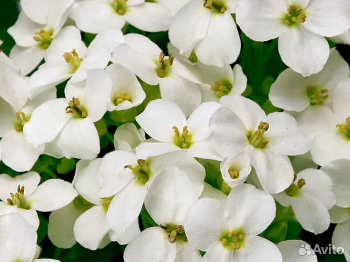 Арабис кавказский Кэтвок Вайт