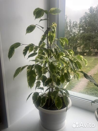 Фикус Бенджамина