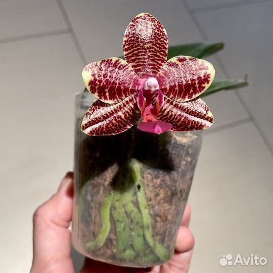 Орхидея Phal Miro Mosla