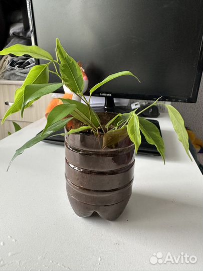 Много различных цветочков