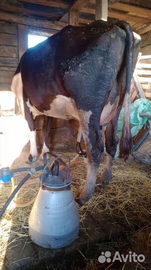 Продам коров