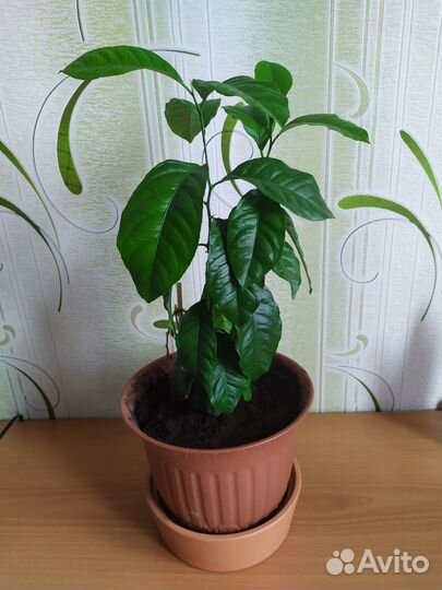 Лимон дерево