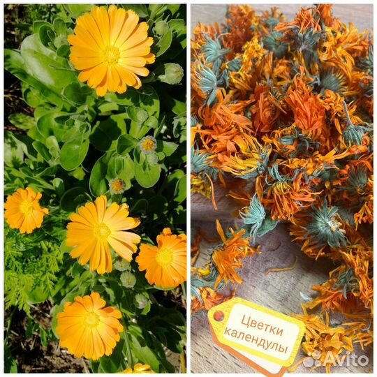 Сушеные травы