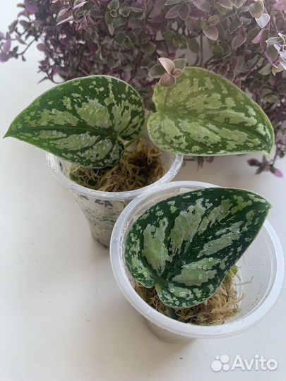 Сциндапсус триколор