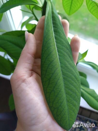 Синадениум granta (