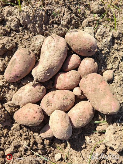 Продам картофель на посадку Сарпо мира, Друид