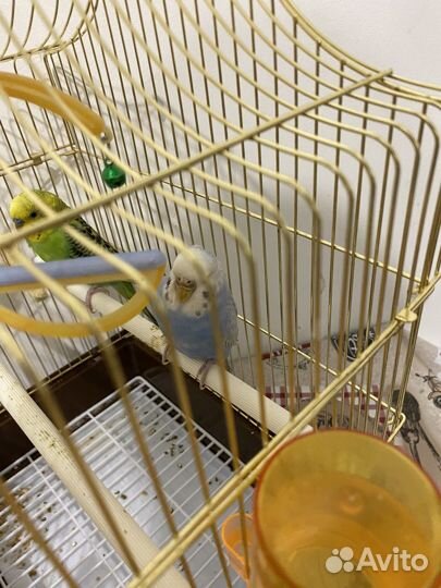 Волнистый попугай