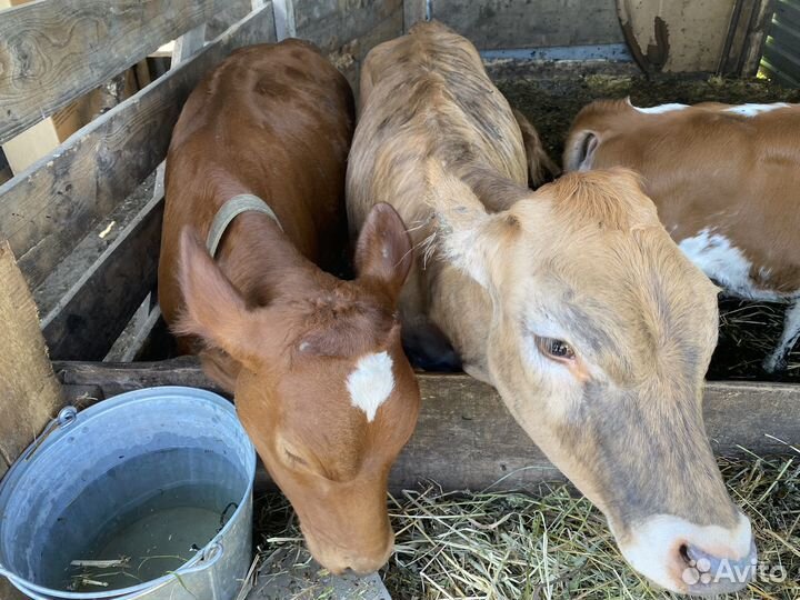 Телята 4 телят