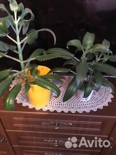 Хлорофитум,золотой ус, каланхое -женьшень Сибири