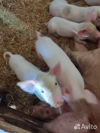 Поросята белые