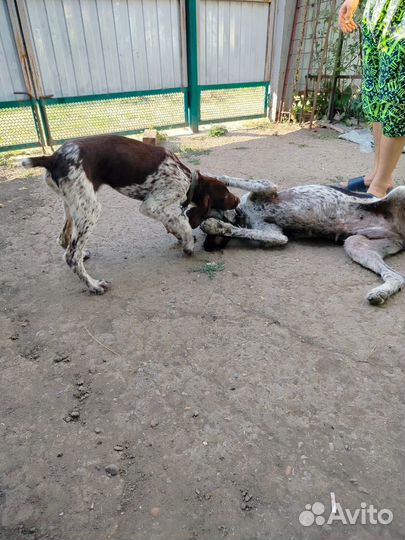 Курцхаар щенок 4 мес