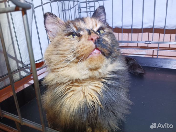 Ласковая кошечка