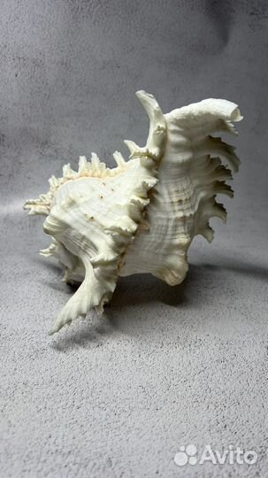 Морская ракушка