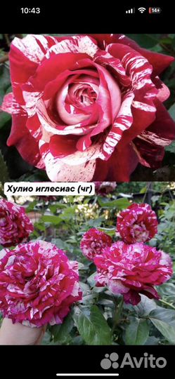 Саженцы роз