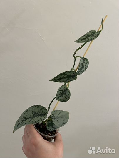 Сциндапсус сильвер леди