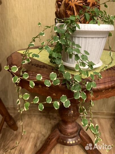 Фикус white sunny