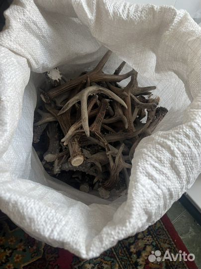 Рога косули