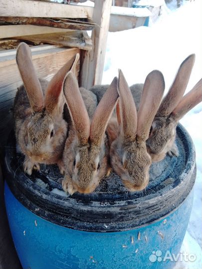 Кролики ризен