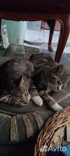 Котикам неразлучникам нужна передержка