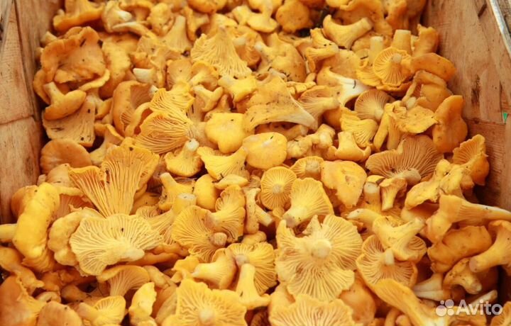 Грибы лисички замороженные оптом