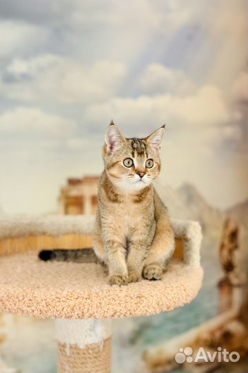 Шотландский прямоухий кот