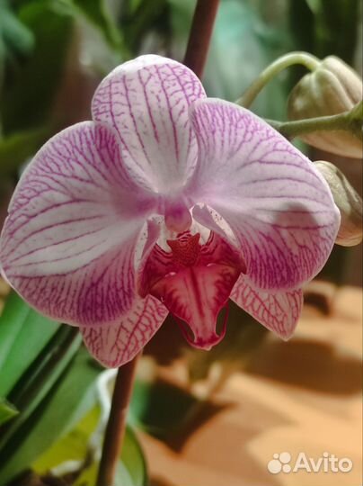 Орхидея фаленопсис