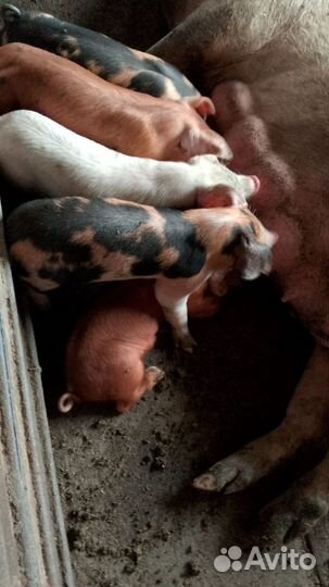 Поросята