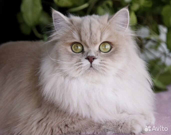 Золотистые британцы