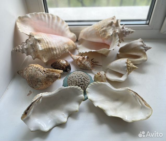 Ракушки и коралл