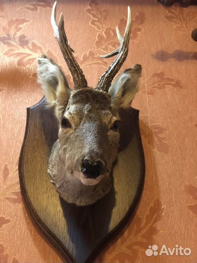 Чучело косуль