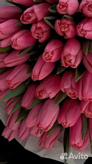 Розовые голландские тюльпаны