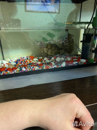 Черепаха водная