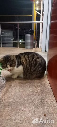 Кошки в добрые руки бесплатно