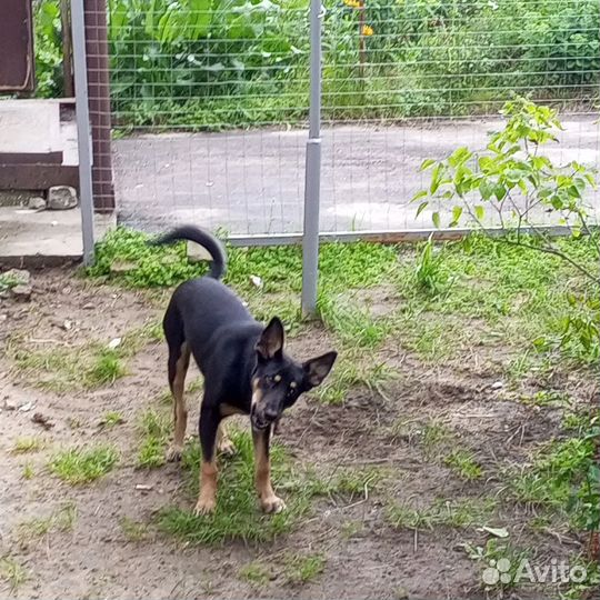 Собака в добрые руки
