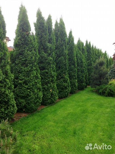 Живая изгородь из туи