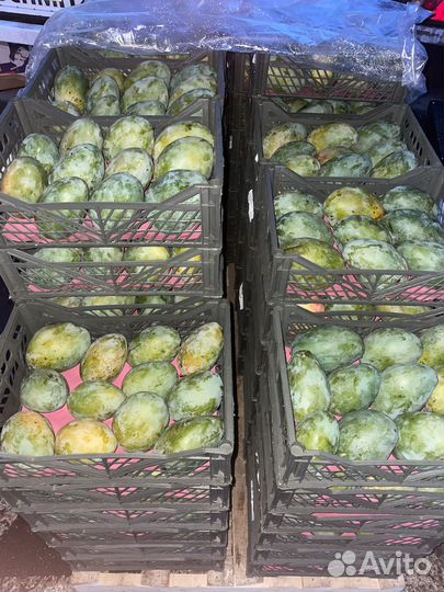 Продам манго Египет