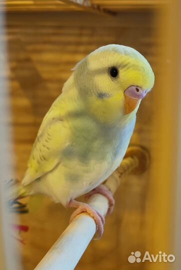 Два волнистых попугая с клеткой, самцы