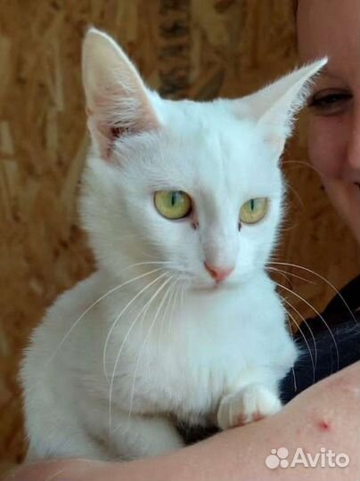 Белый котёнок из приюта для бездомных животных