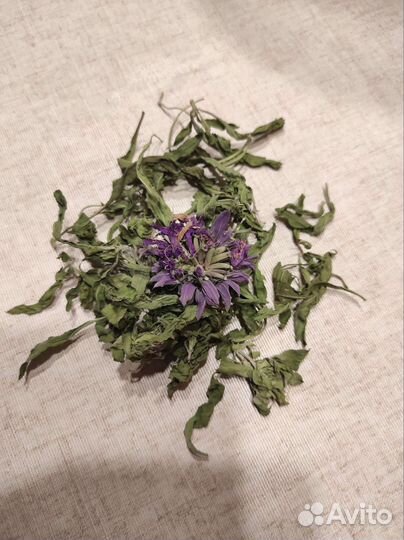 Садовый бергамот (монарда)