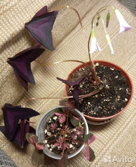 Растения для дома