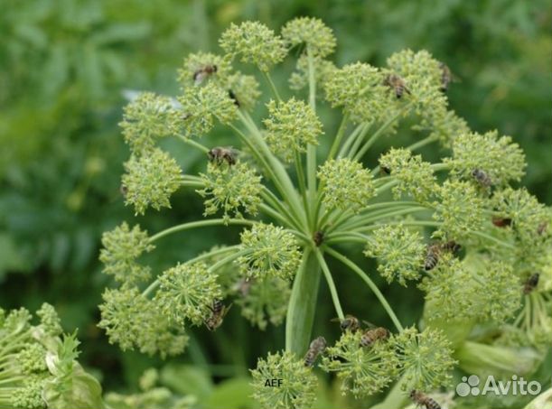 Мед 2024 года натуральный опт