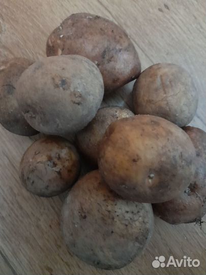 Все для сада и огорода