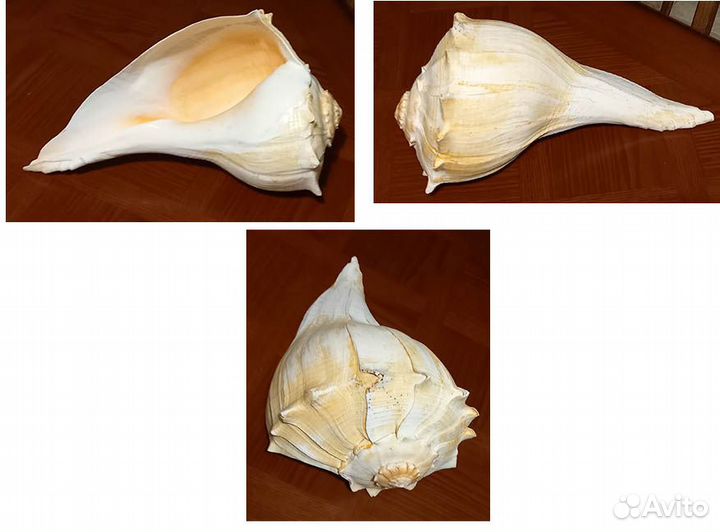 Крупные коллекционные морские раковины