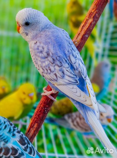 Волнистые попугаи птенцы от 40 дней