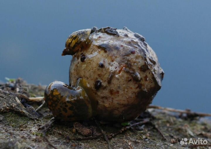 Dynamite Baits peppered squid 1KG 20MM