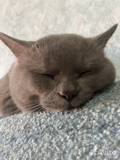 Отдам в добрые руки кота