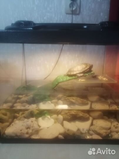 Аквариум для красноухой черепахи