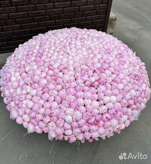 Пионы Голландские Сара Бернар