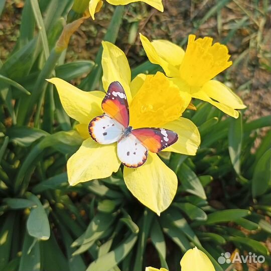 Броши с бабочками